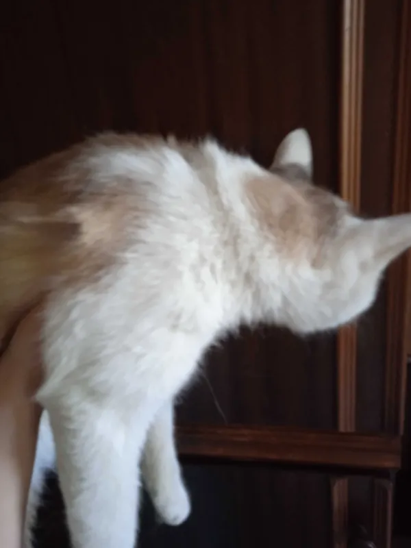 Рыжий, голубоглазый котик, кастрирован, 1 год.
