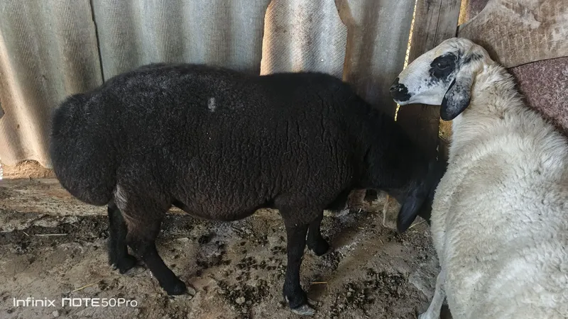 Qoʻchqorlar zotga yoki goʻshtga 2