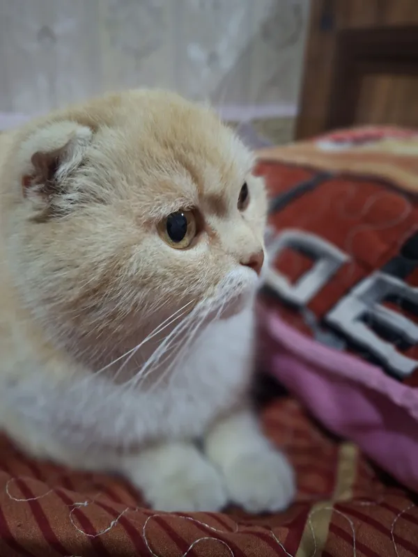 Scottish Fold mushuk sotiladi 5 Scottish Fold mushuk sotiladi 5