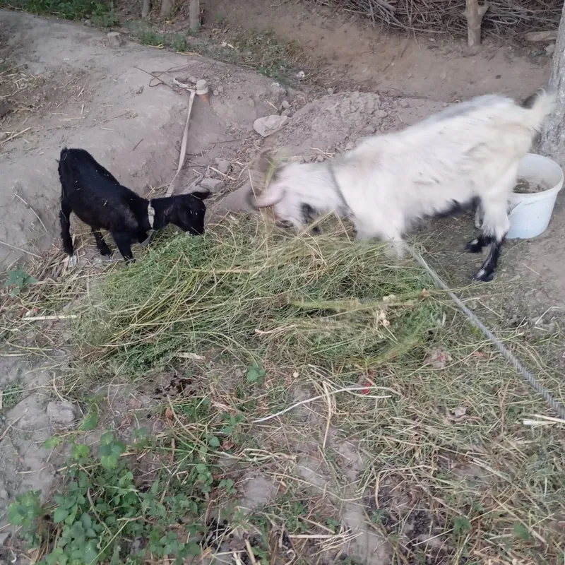 Echki ona bacha sotiladi 4 Echki ona bacha sotiladi 4
