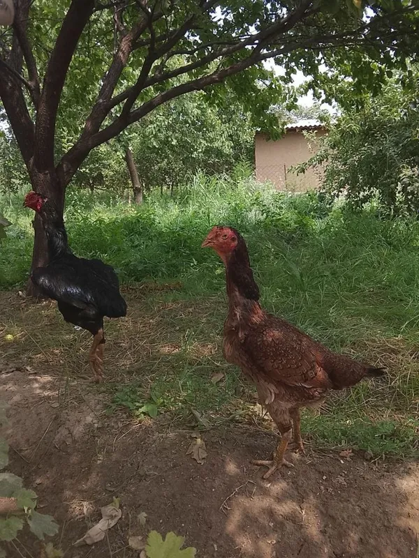 Dakan tulak Tovuq bilan birga sotiladi 1 Dakan tulak Tovuq bilan birga sotiladi 1