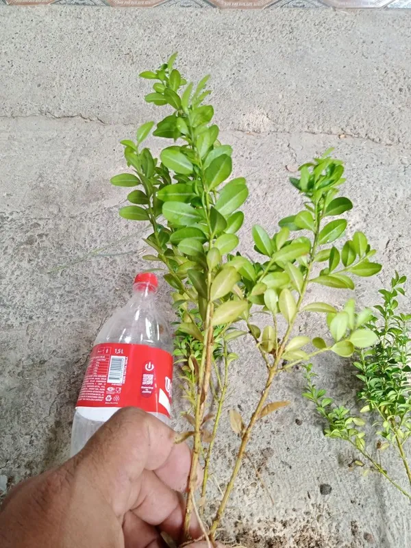 1 yilli shamshod koʻchatlari 4 1 yilli shamshod koʻchatlari 4