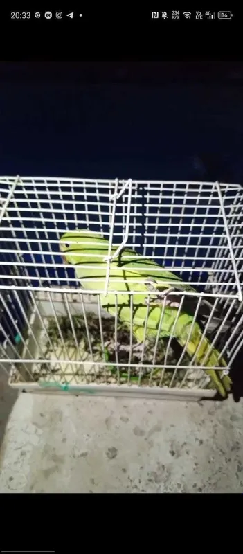 Papugay ajirello 3 Papugay ajirello 3