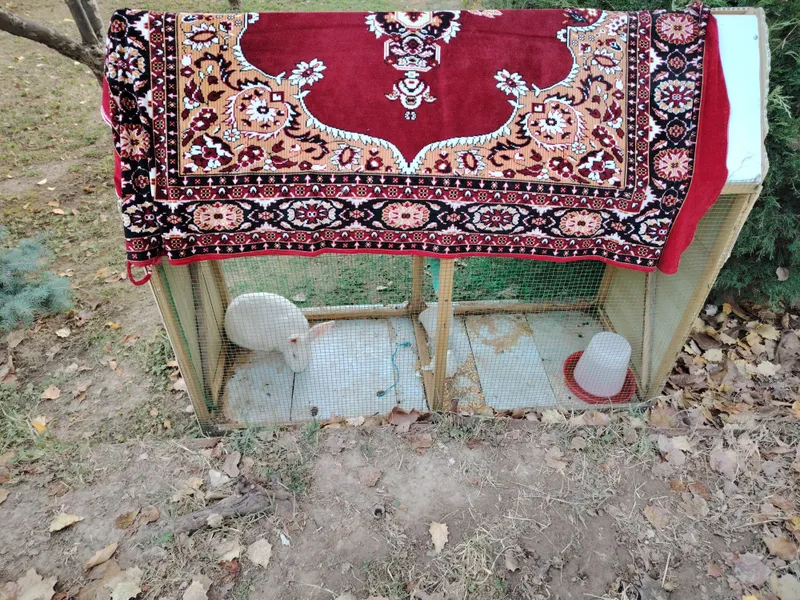 Ona quyon velikan