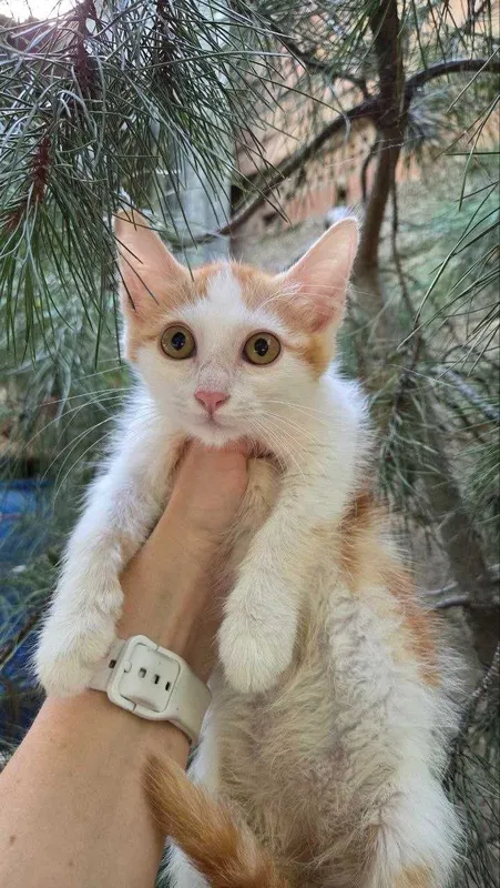 Котята ищут семьи! 3 Котята ищут семьи! 3