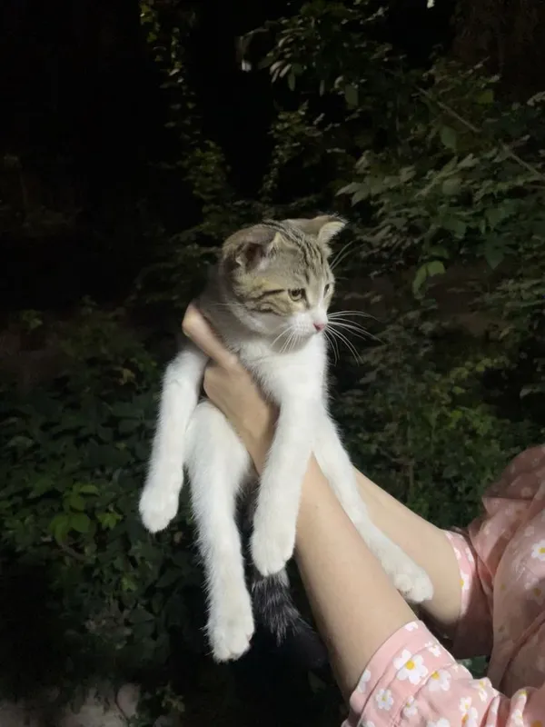 Смешанный веслоухий котенок 1 Смешанный веслоухий котенок 1