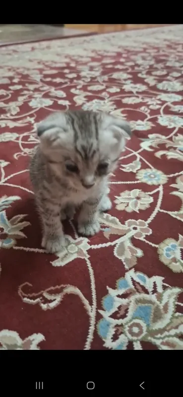 котёнок 1.5 месяцев