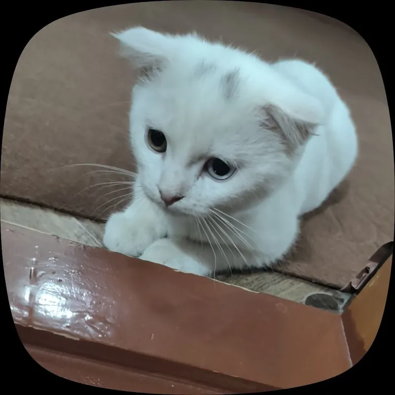 Мушукча сотилади — фото 1