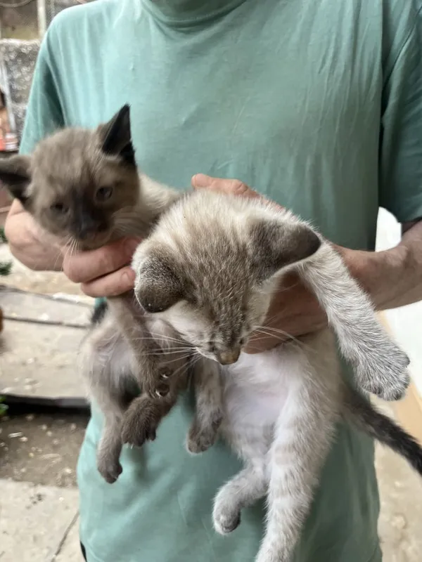 Котята, парода сиамская,цена договорная а 50,000 за одного — фото 1