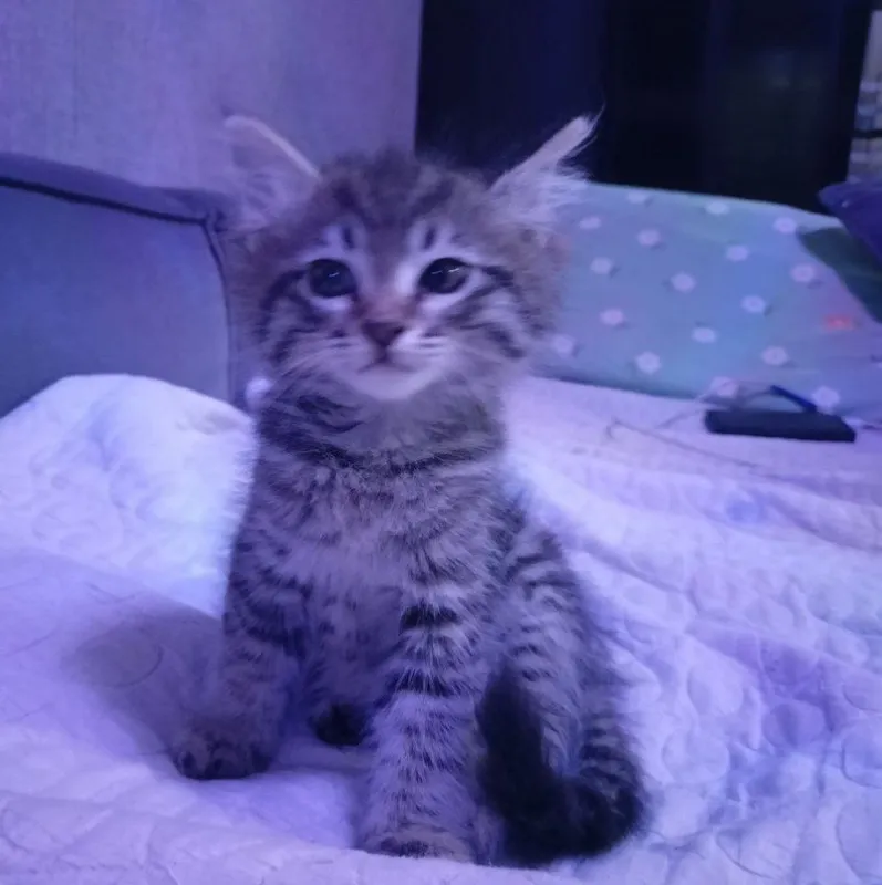 Котёнок 2 месяца — фото 3