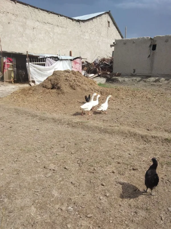 Ĝozlar sotiladi. 5 Ĝozlar sotiladi. 5