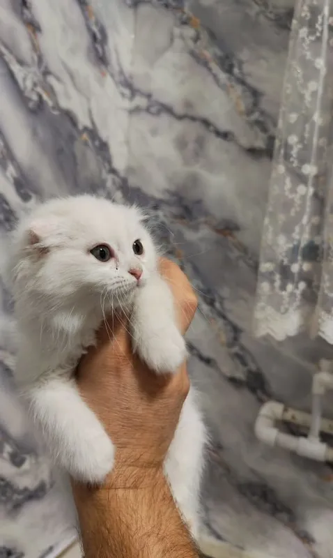 Скотиш фолд скотиш страйт 8 Скотиш фолд скотиш страйт 8