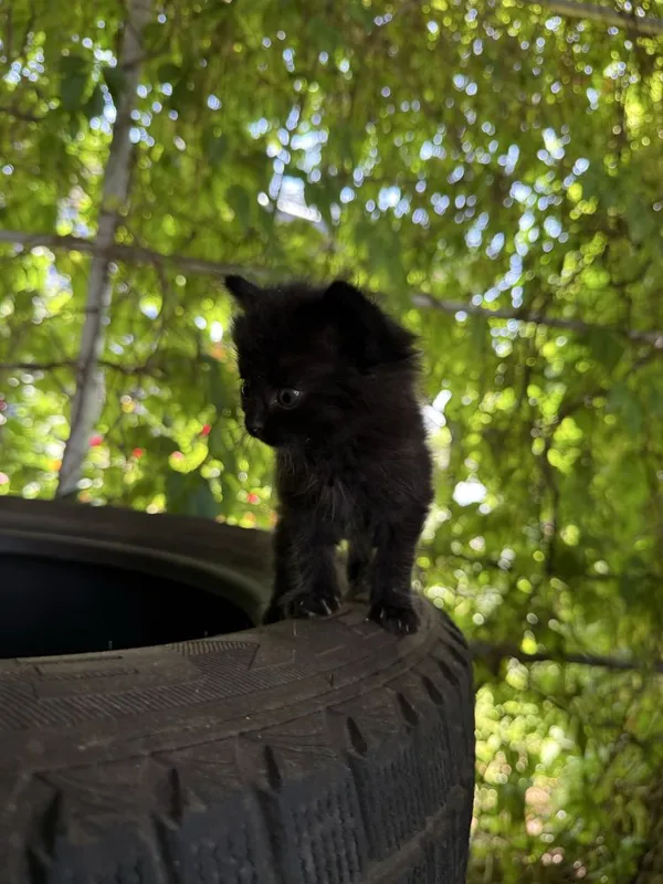 Котенок в хорошие руки — фото 1