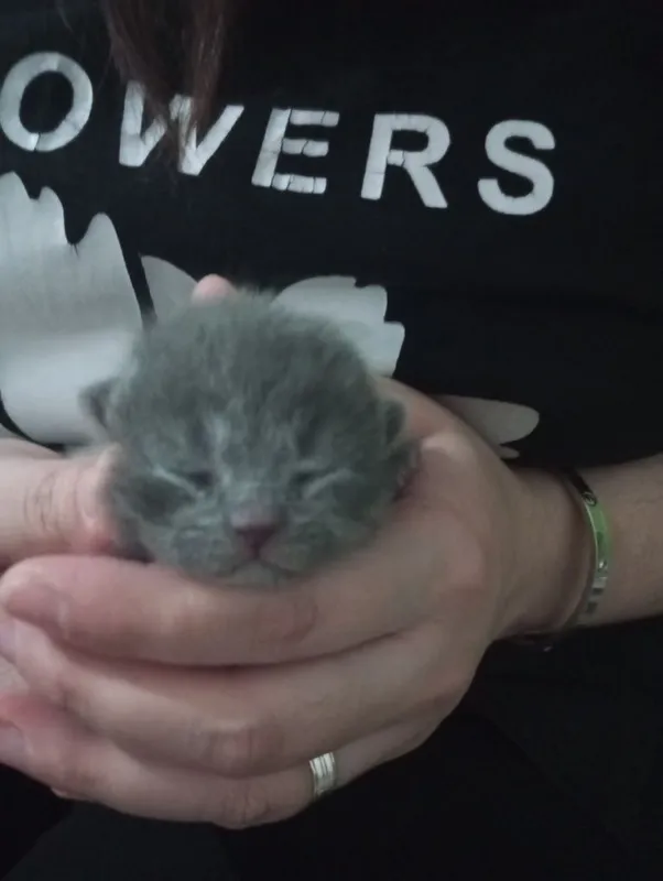 Продаются шотландские милые котята — фото 1