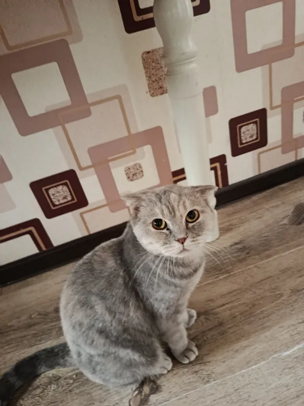 скотиш фолд мушук киз бола 2 скотиш фолд мушук киз бола 2