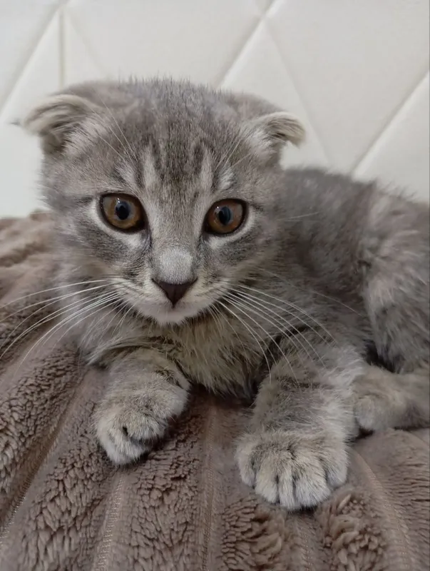 Вислоухий Скотиш