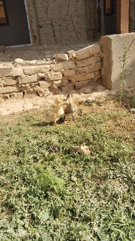 Assalom aleykum òrdak bollari bor kimga kere bosa 15 kunlik — фото 1