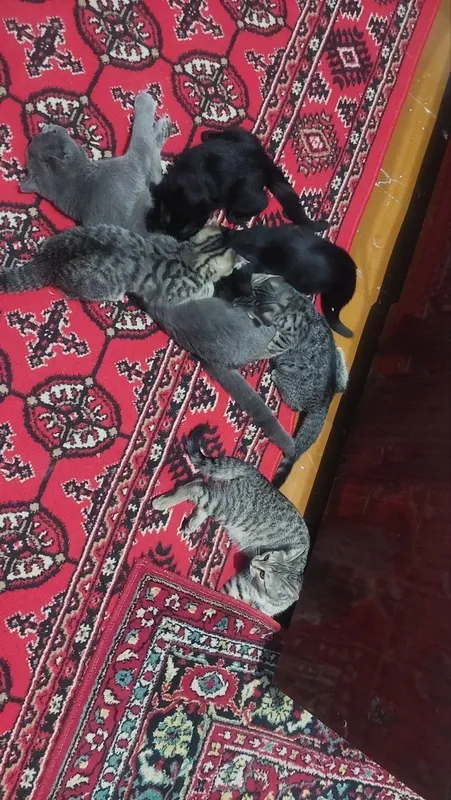 Мушук болалари яхши карайдиган одамга 3