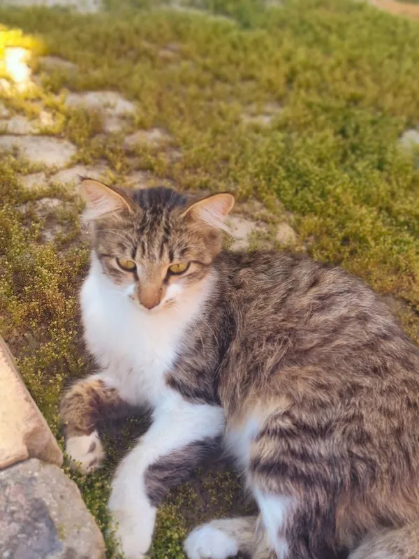Котик Васька ищет дом — фото 2