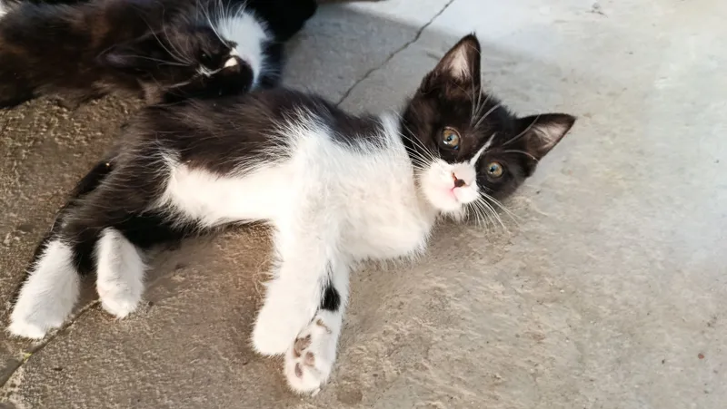 Отдам в хорошие руки Котята 4 шт 6 Отдам в хорошие руки Котята 4 шт 6