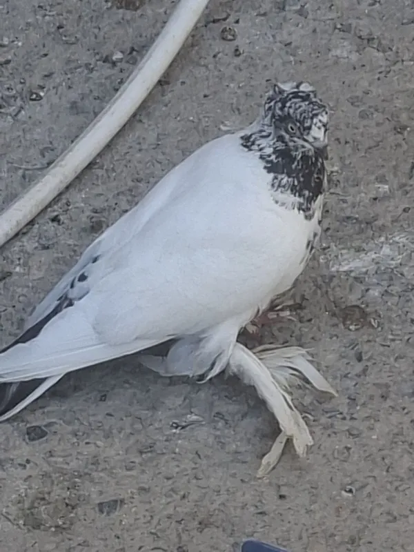 Qoni toza ota onasi uyinchi kaftarlar 7
