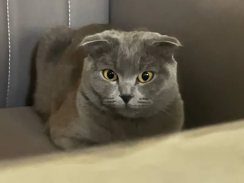 Mushuk sotiladi zodi:Scottish Fold