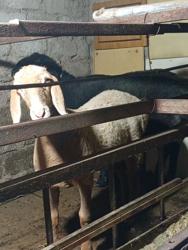 qoy 2ta urgʻochi koʻtasi 3ta tuqqan qorasi mesniy — фото 3 qoy 2ta urgʻochi koʻtasi 3ta tuqqan qorasi mesniy — фото 3