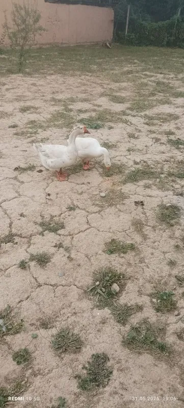 Gozlar sotiladi.