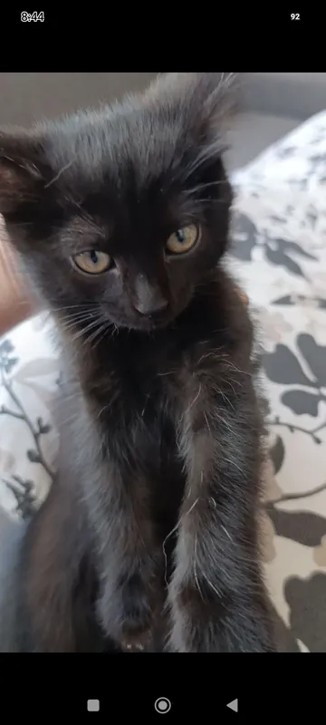 котята — фото 1