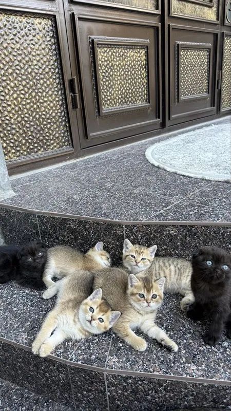 Породистые котята золотая шиншила 5 Породистые котята золотая шиншила 5