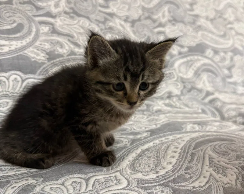Отдам котенка в хорошие руки 5 Отдам котенка в хорошие руки 5