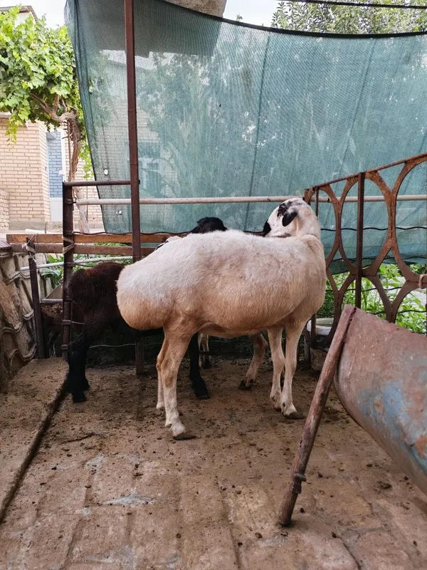 Ona bola Amiri qôylar sotiladi — фото 1