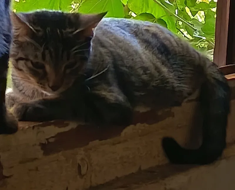 Отдам котят в добрые руки 1 Отдам котят в добрые руки 1
