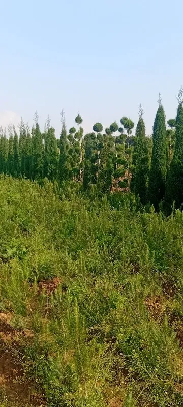 Archa ko‘chatlari xar xil mevali daraxtlar bor — фото 5
