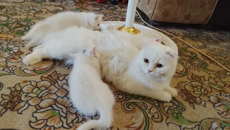 Продаётся кошка с котятами 6 Продаётся кошка с котятами 6