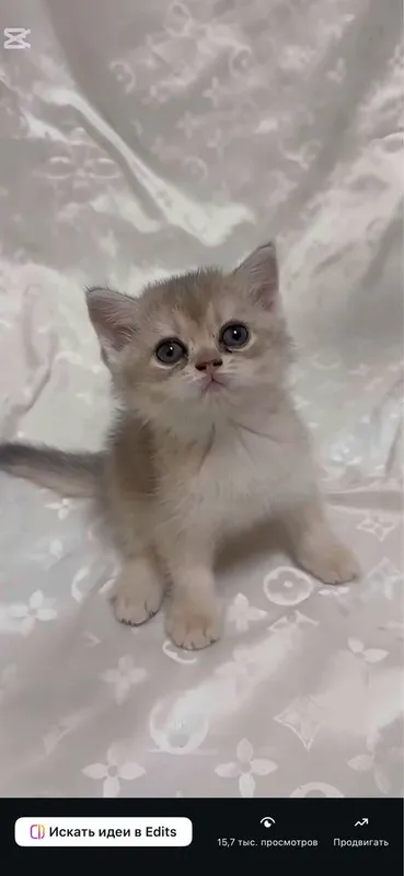 Scottish Fold и Scottish Straight Golden 8 Scottish Fold и Scottish Straight Golden 8