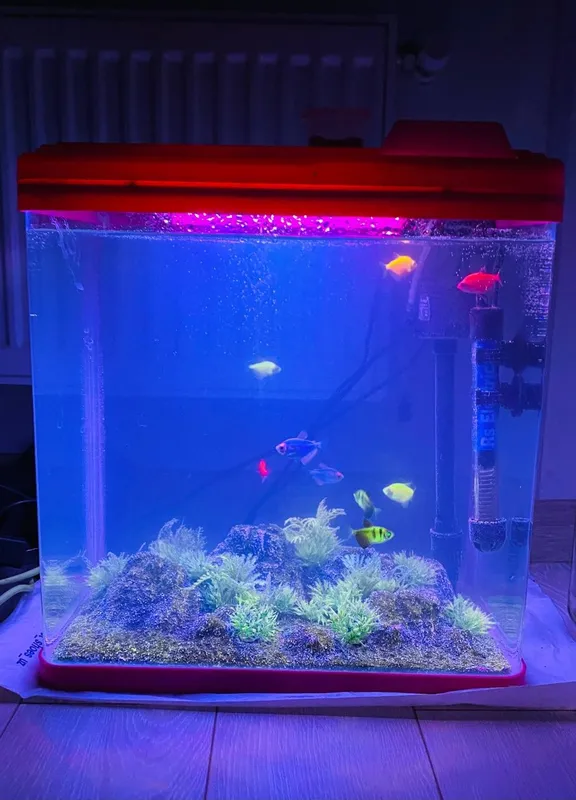9ta baliqlar akvarium hamma narsasi bilan beramiza 9ta baliqlar akvarium hamma narsasi bilan beramiza