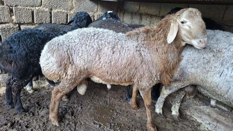 Soğliqli uy xayvonlari ozimizniki 2 Soğliqli uy xayvonlari ozimizniki 2