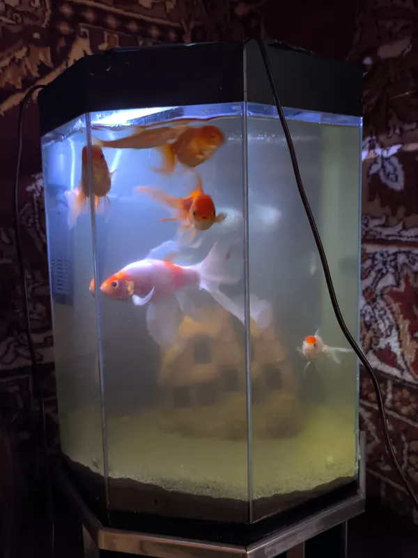 baliqlar bilan birga akvarium 5