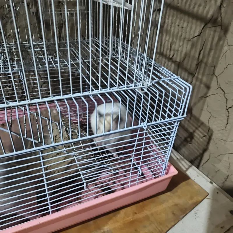 Hamster lar sotiladi 2 dona — фото 2