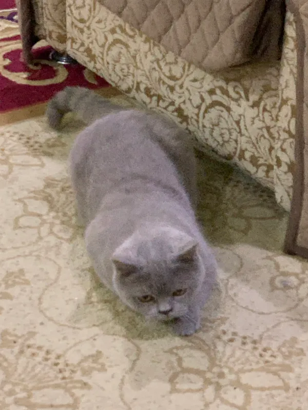Вязкага скоттиш-страйт 3