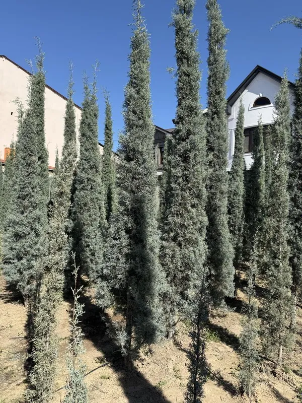Kiparis Arizoniskiy archala sotiladi