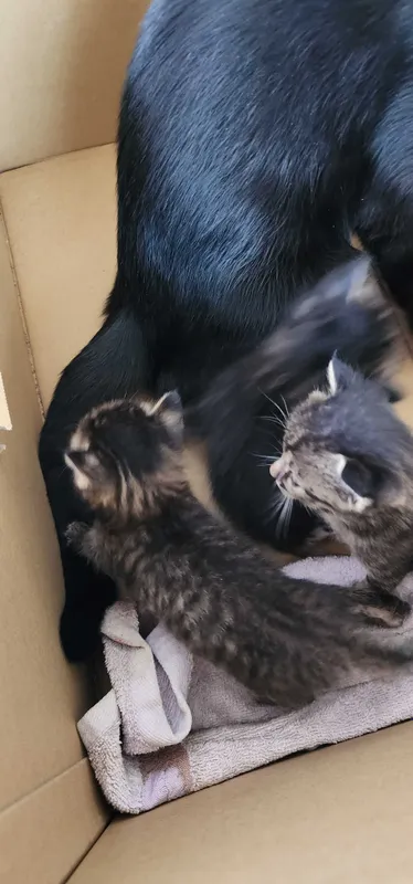 Отдам котят 1 месячные 1 Отдам котят 1 месячные 1