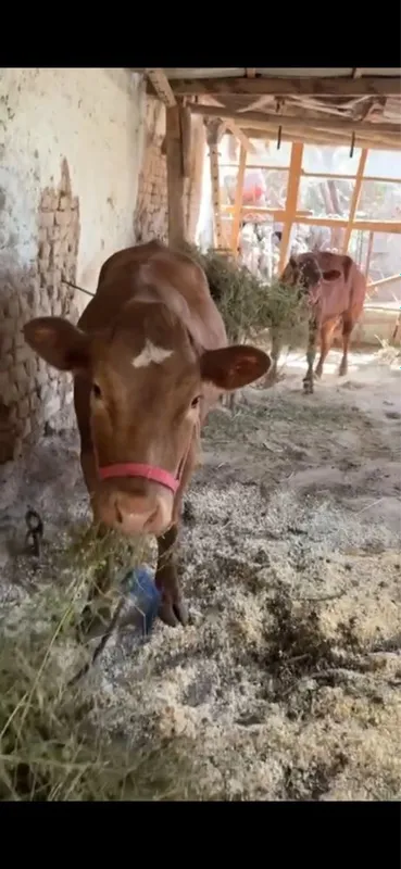 Angus Urgochi bukalar 2 tasi 1 Angus Urgochi bukalar 2 tasi 1
