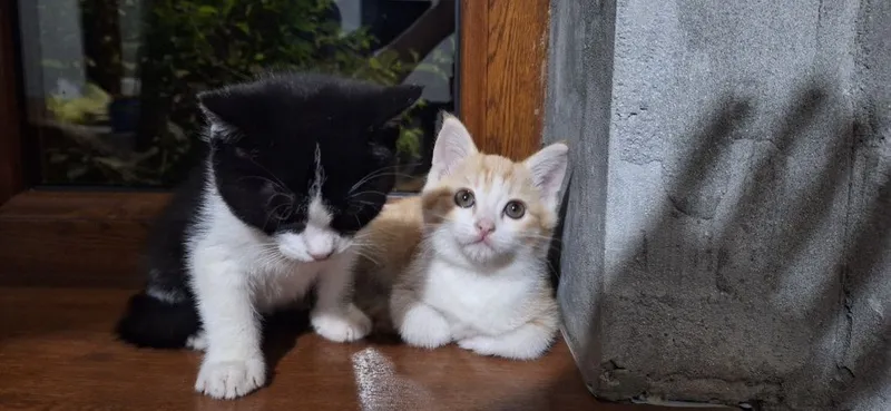 Котята отдадим за даром — фото 1