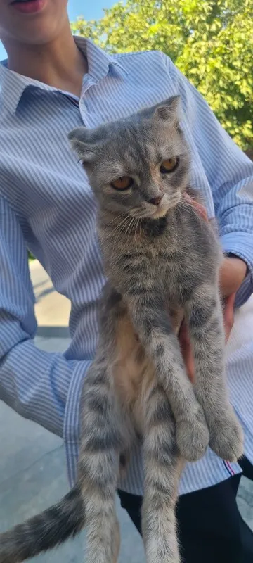 Scottish Fold kulrang 1 Scottish Fold kulrang 1