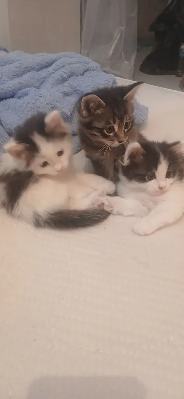 Котята бесплатно 2