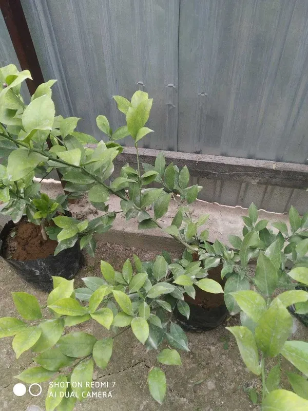 Sifatli yetishtirilgan ertapishar limon kochatlari — фото 2