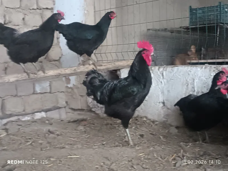 Qora shaxzoda gigant tuxum jo'jalariga zakaz olamiz — фото 7
