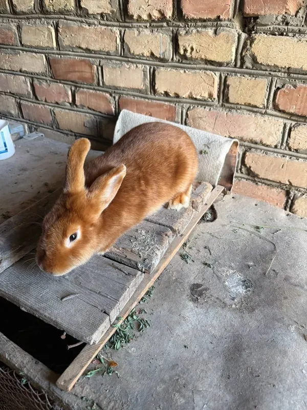 Кора уй товуклари тухумда сотилади 5 Кора уй товуклари тухумда сотилади 5